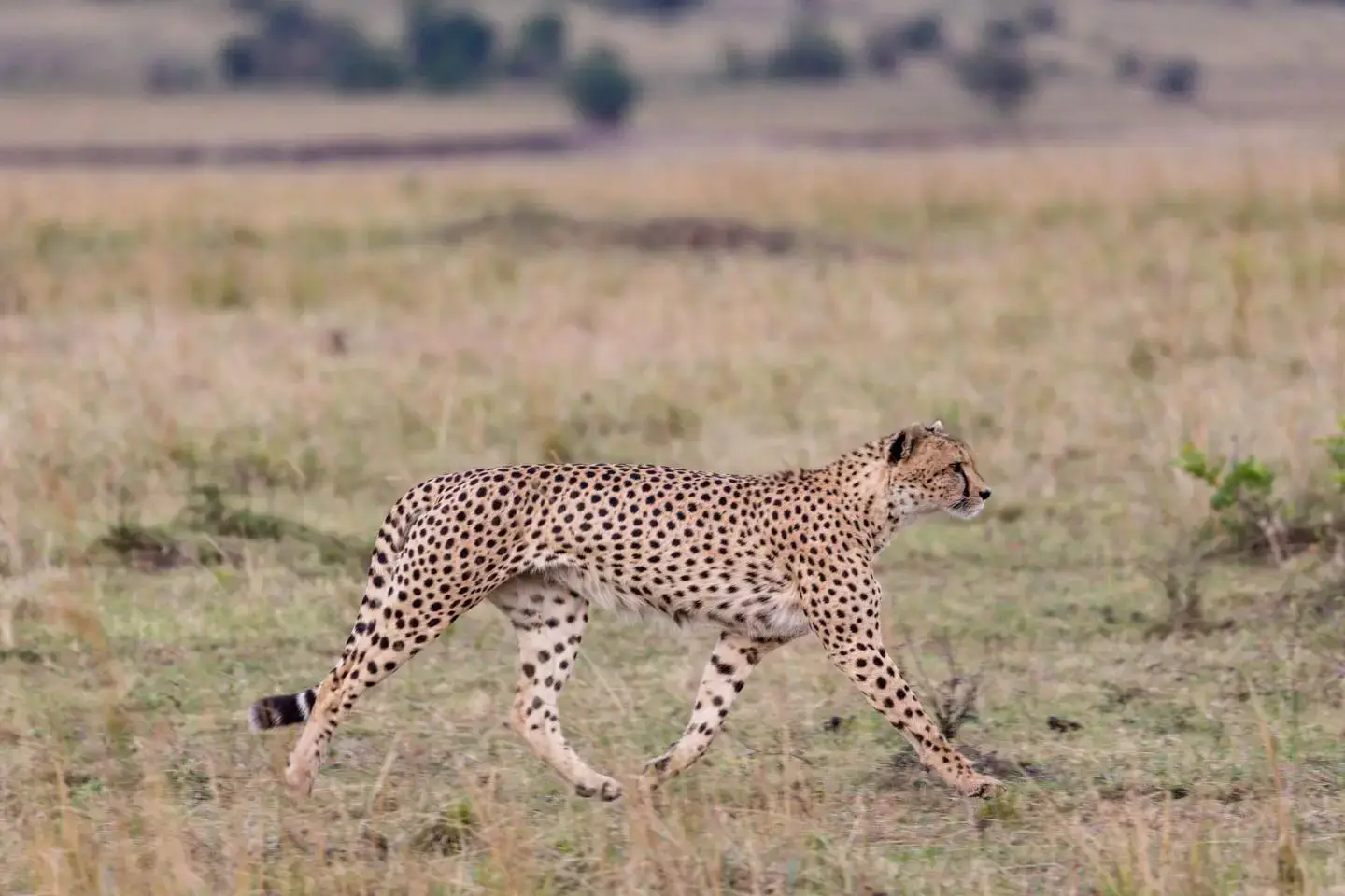 Cheetah spotted in Masai Mara NR