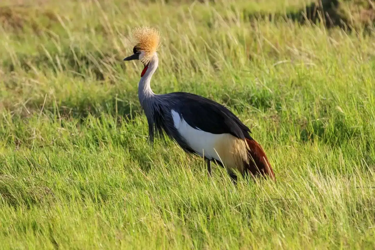 Crane spotted in Amboseli National Park