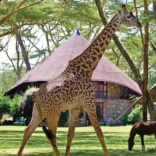 Giraffe walking around Lake Naivasha Sopa Lodge