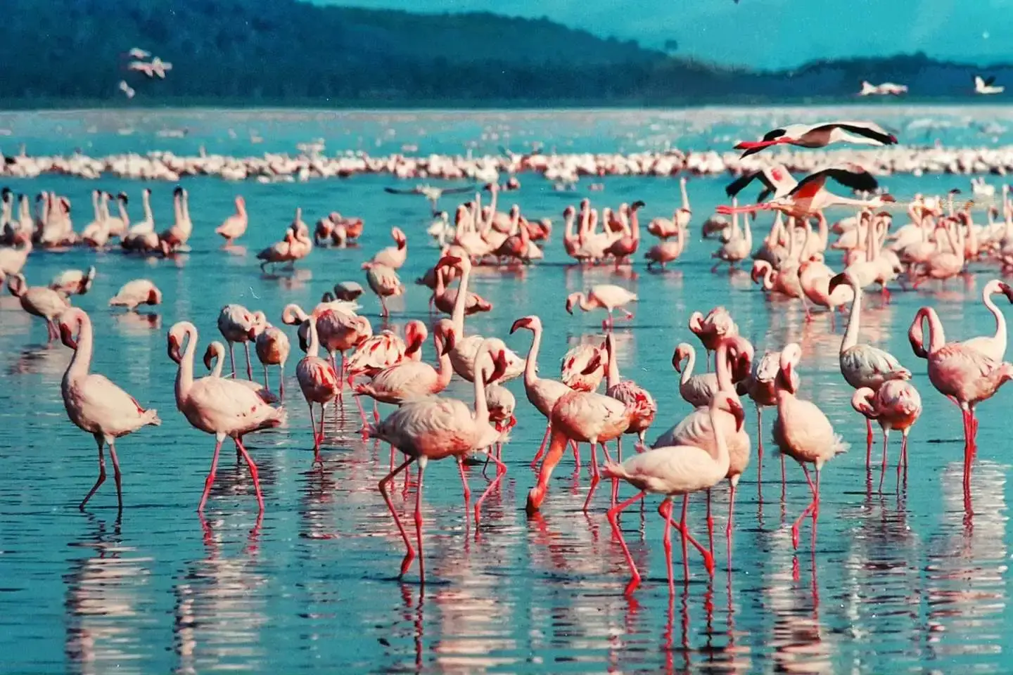 Pink flamingos in Lake Nakuru