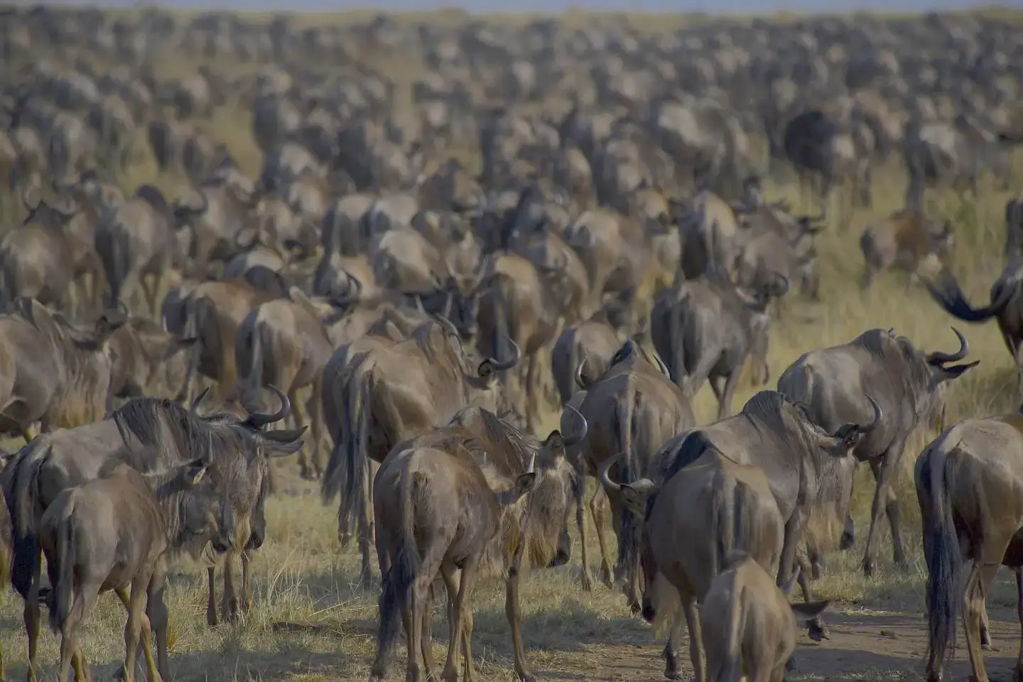 Wildebeests in Masai Mara during a luxury Kenya safari