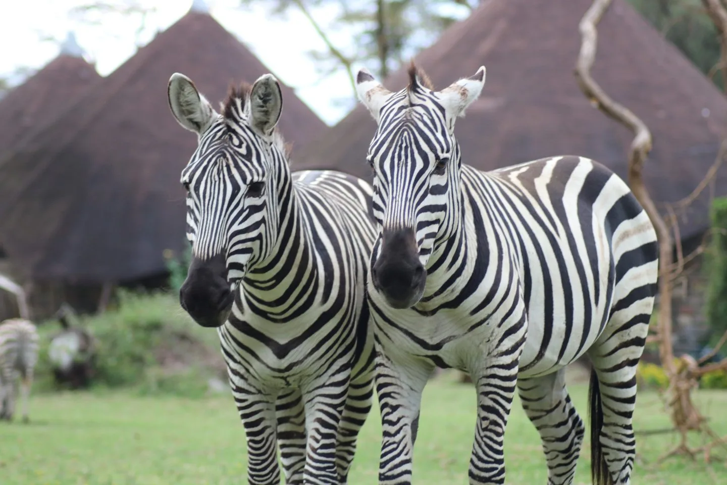 Zebras around Lake Niavasha