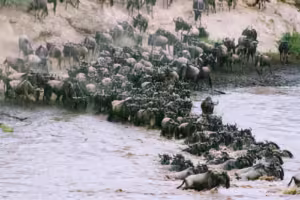The Great Wildebeests Migration - Perfect time to visit Masai Mara