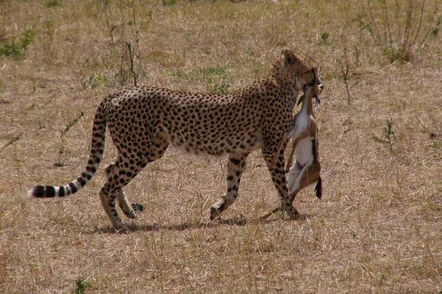 Cheetah carrying a hunt in the Masai Mara NR