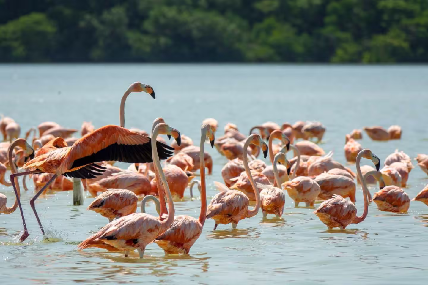 Flock of flamingoes at Lake Nakuru