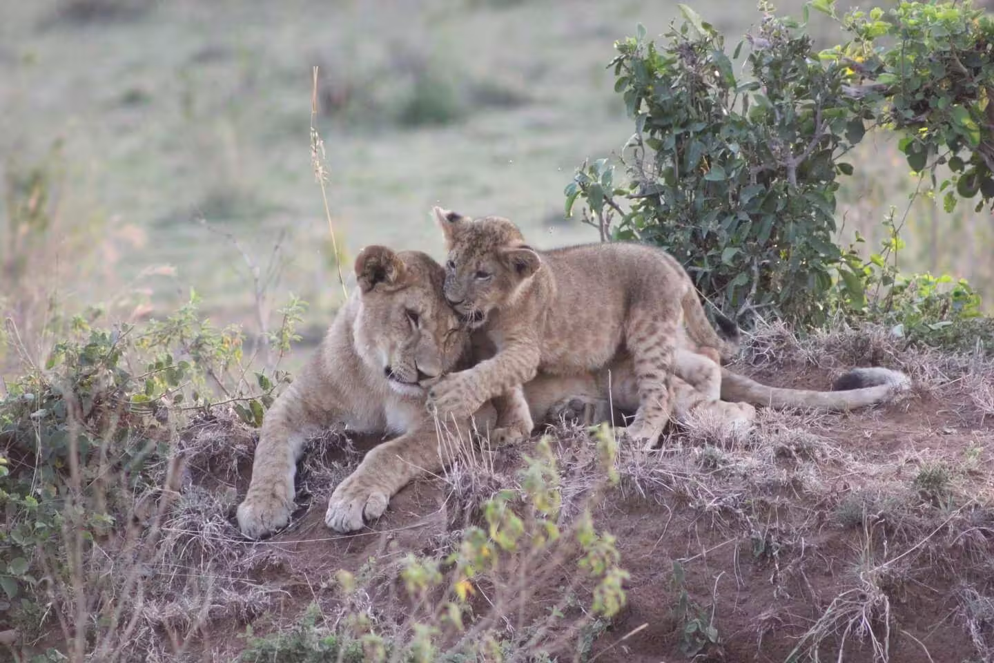 Lioness with her cub in the Mara