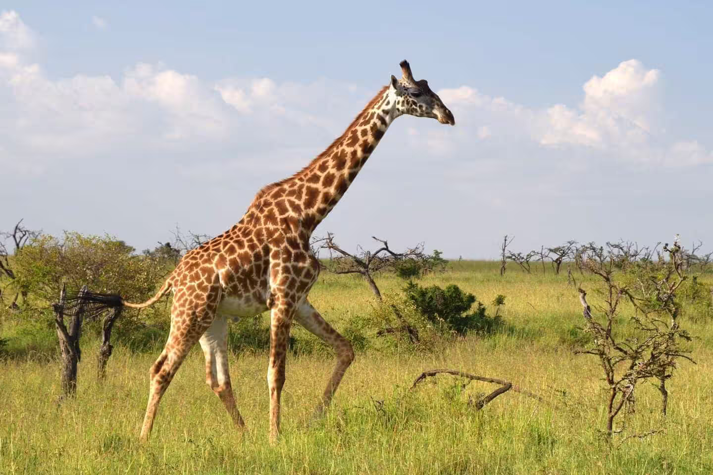 Tall giraffe in the Masai Mara National Reserve