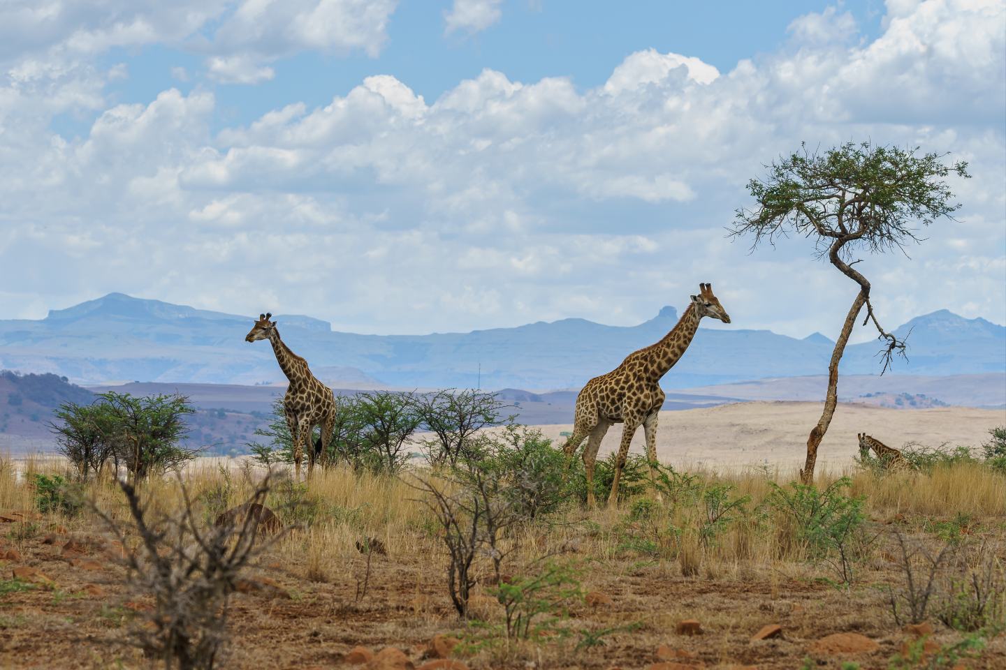 Tall giraffes in Samburu National Reserve
