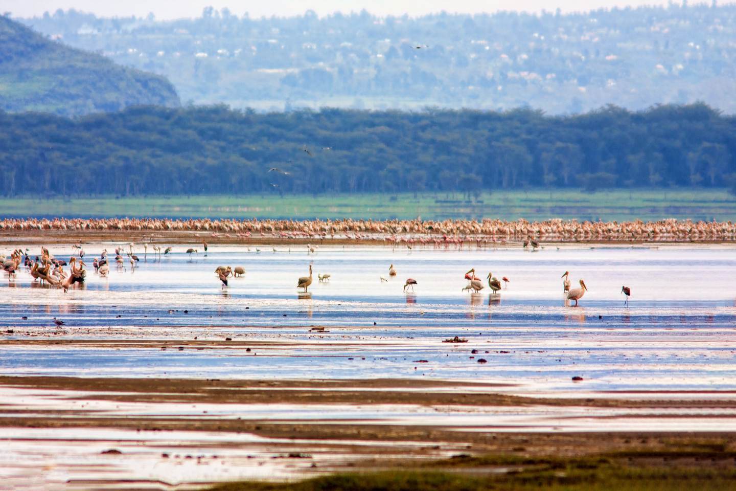 Birdlife spotted in Lake Nakuru National Park. The lake has many bird species.
