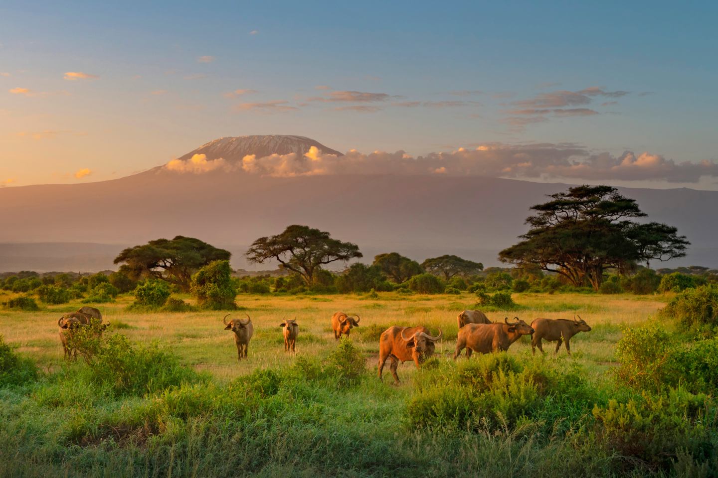 Image of Bufalloes in Amboseli National Park with Mt. Kilimanjaro in the background.