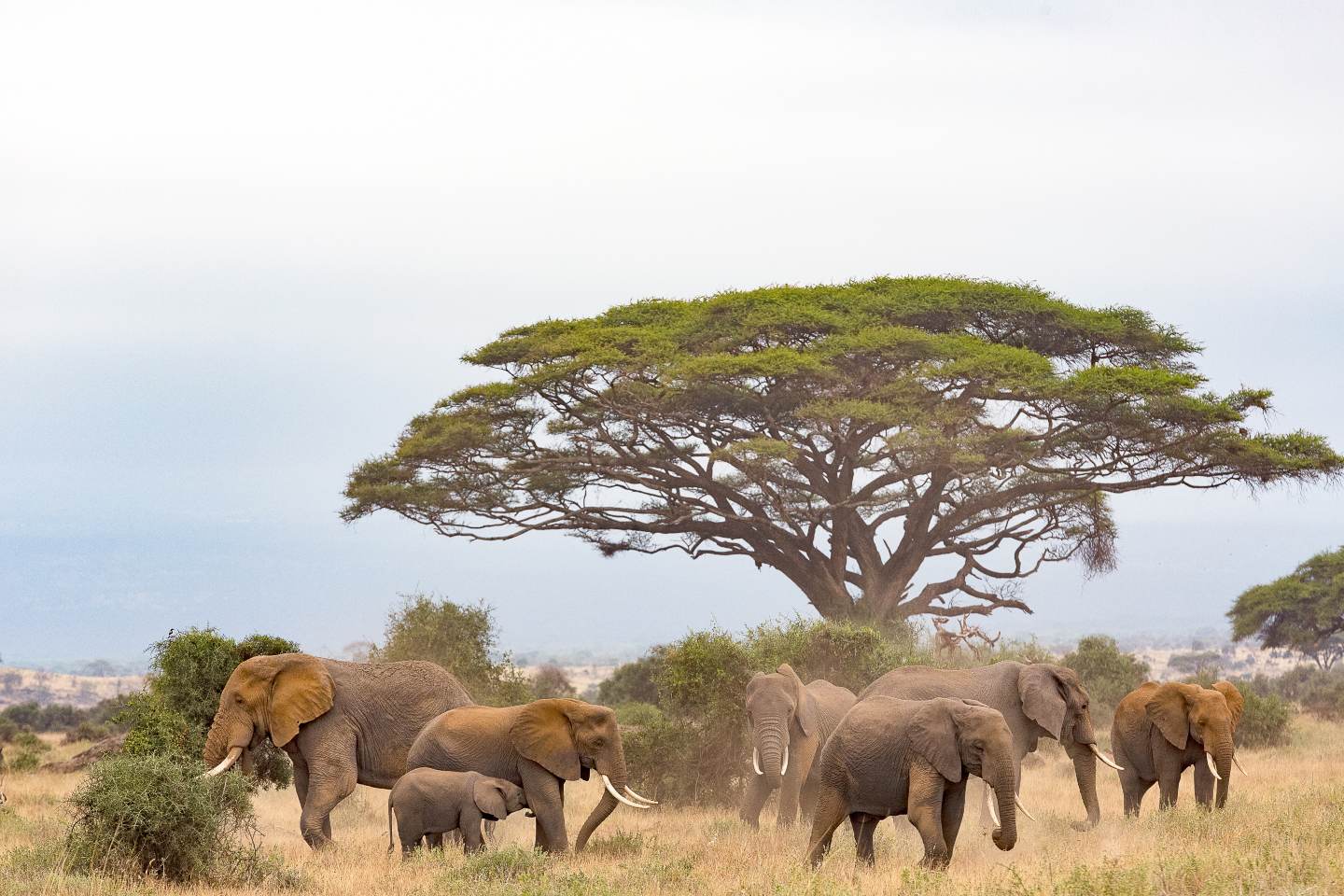 Herd of elephants in the vast Masai Mara NR