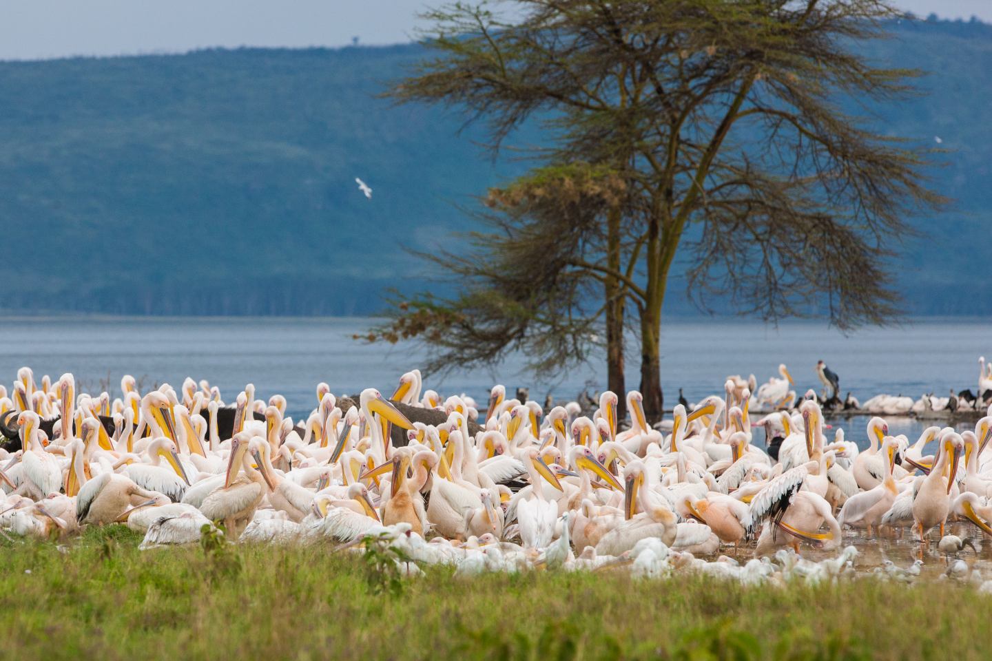 Flock of Pelicans in Lake Nakuru National Park