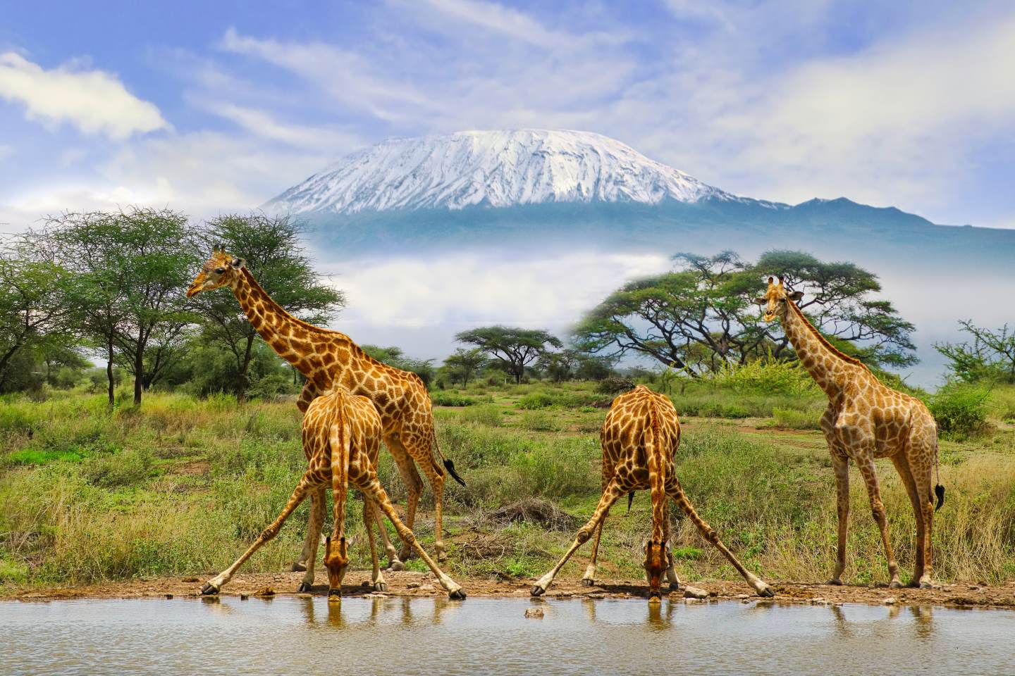 Giraffes drinking water in Amboseli National Park, with Mt. Kilimanjaro in the background.
