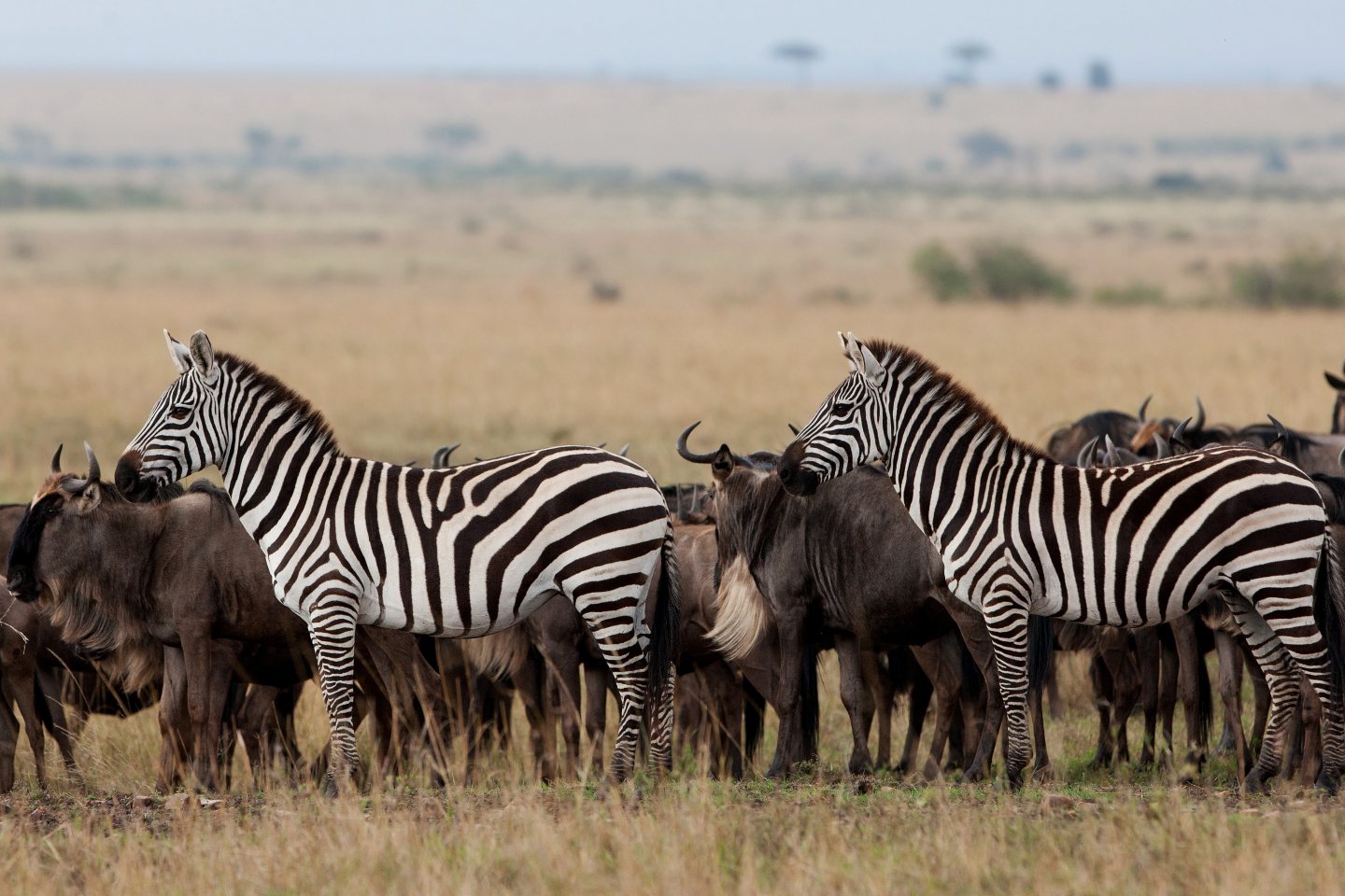 Wildebeasts and zebras in Masai Mara National Reserve