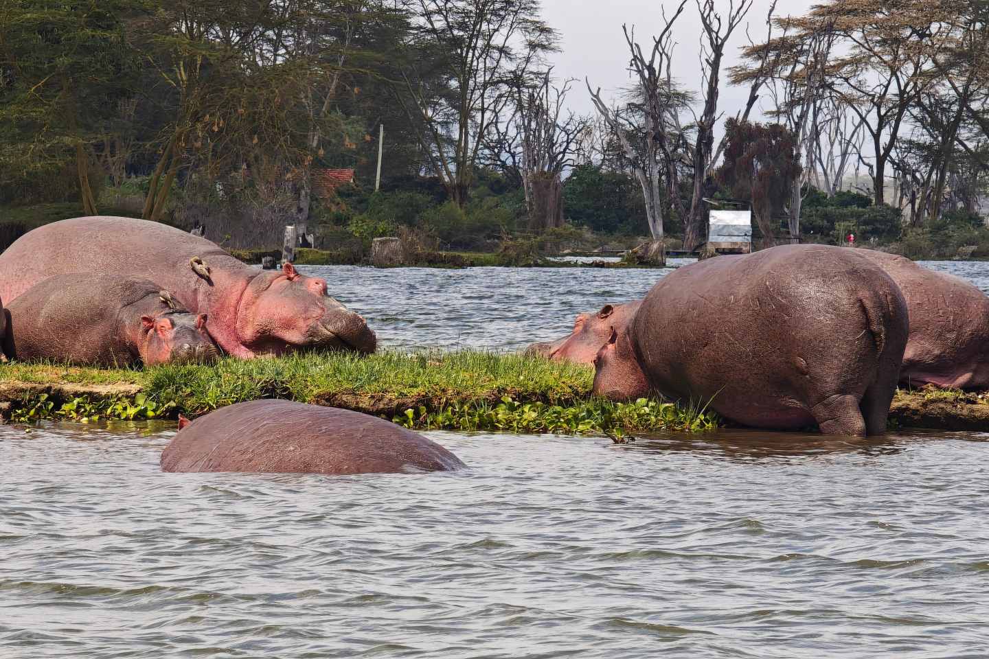 Elephants spotted in Lake Naivasha during a boat ride
