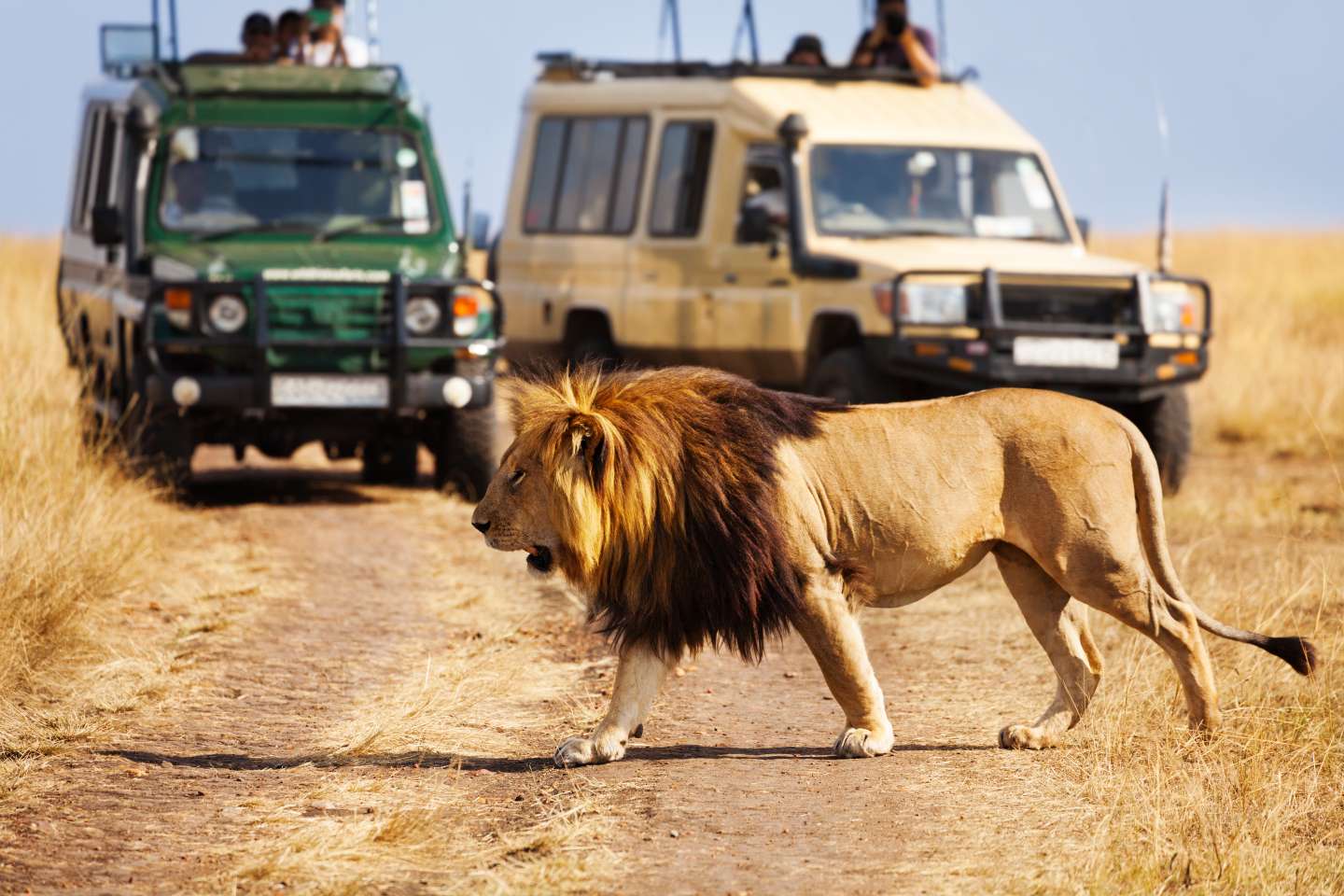 Lion spotted in Masai Mara during a game drive