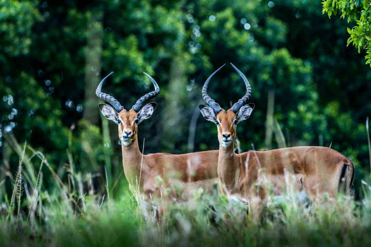 2 antelopes in Masai Mara