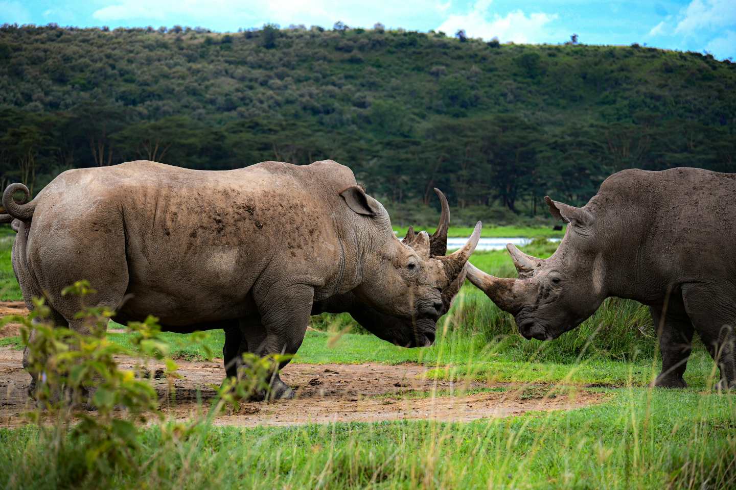 2_Rhinos_Lake_Nakuru_NP