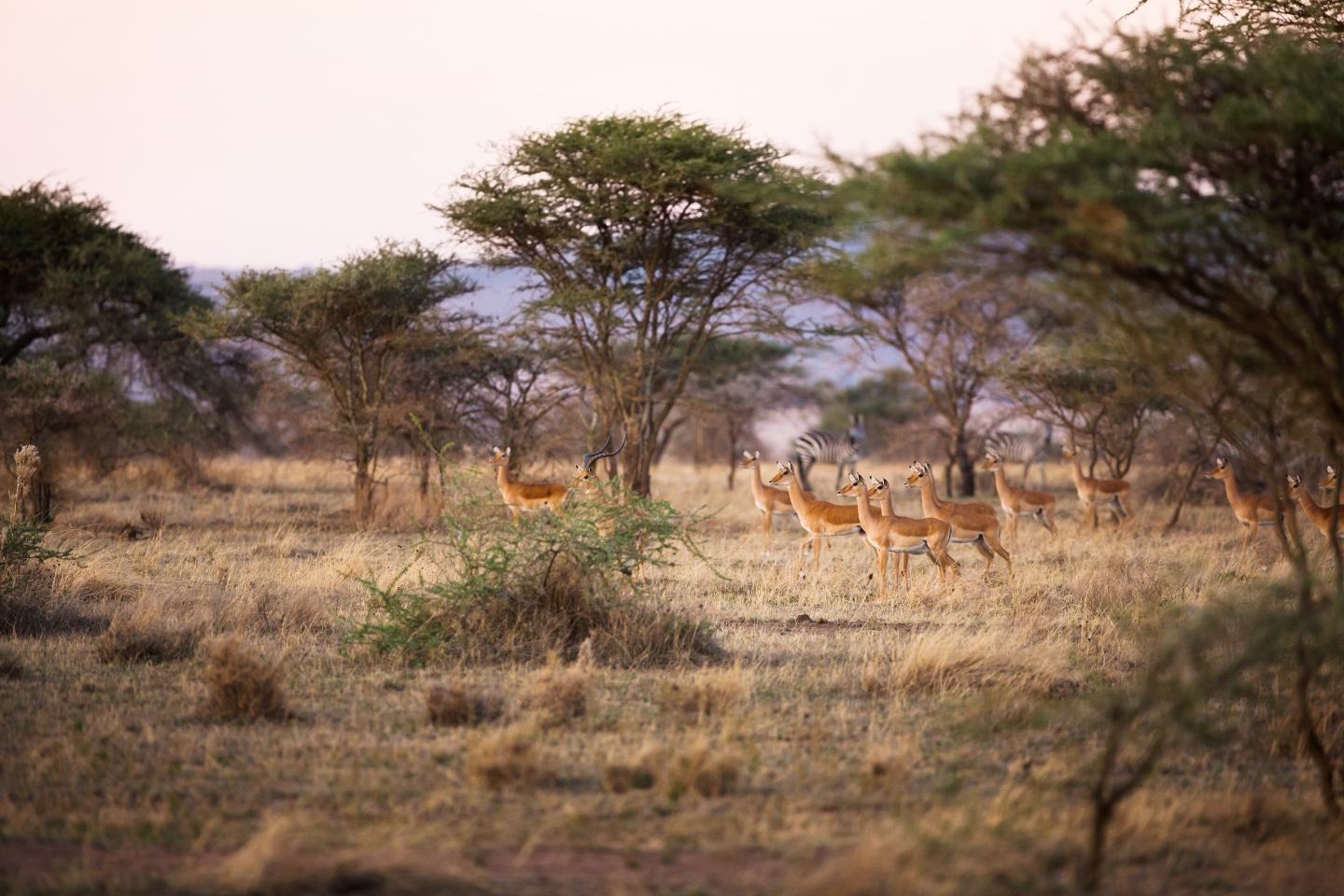 Antelopes sighting in Masai Mara