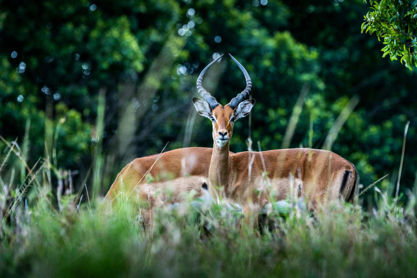 Antelop on the look-out in the mara