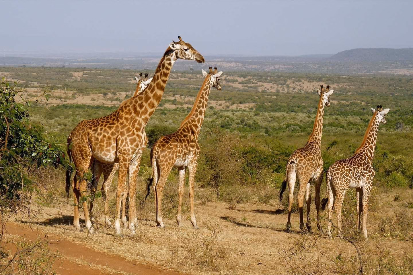tower of beautiful zebras in the Masai Mara National Reserve