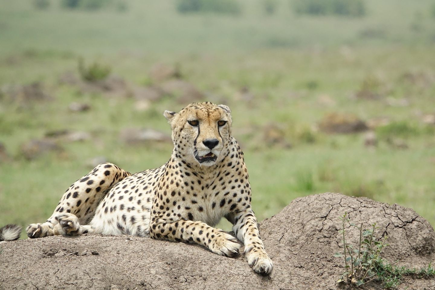 Cheetah relaxing on top of a rock in Masai Mara