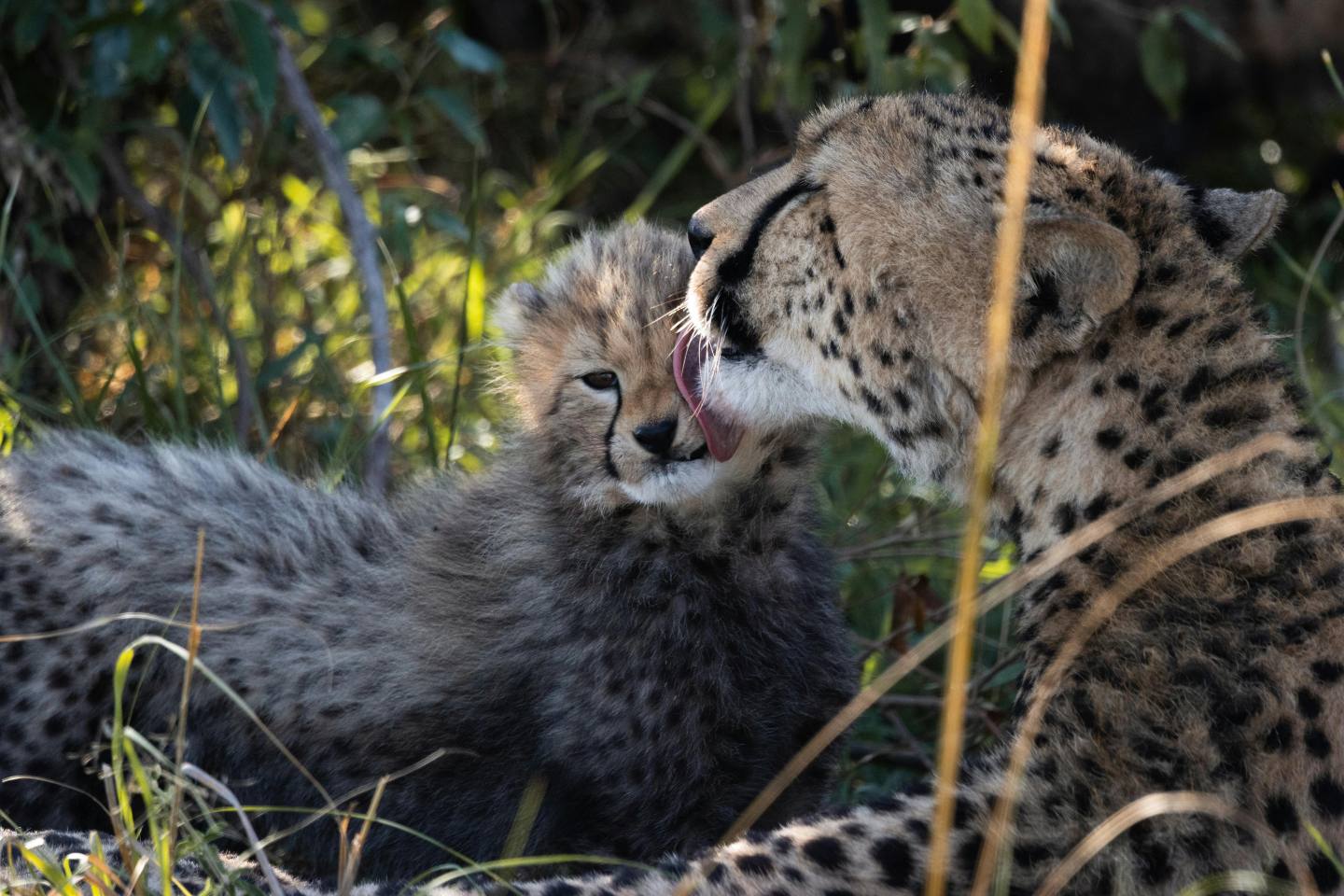 cheetah with her cub at Lake Nakuru National Park