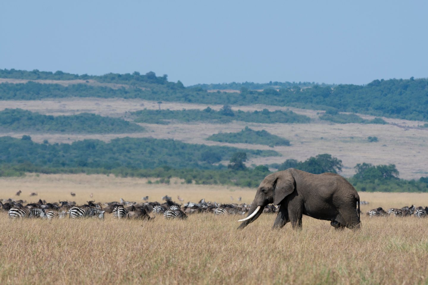 Large elephant with other herbivores in the background