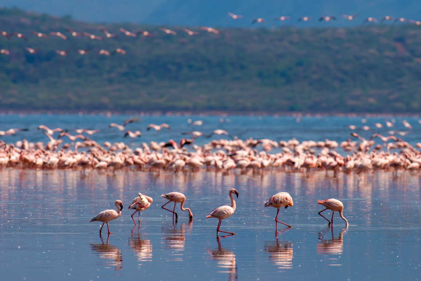 Flock of flamingoes in Lake Nakuru