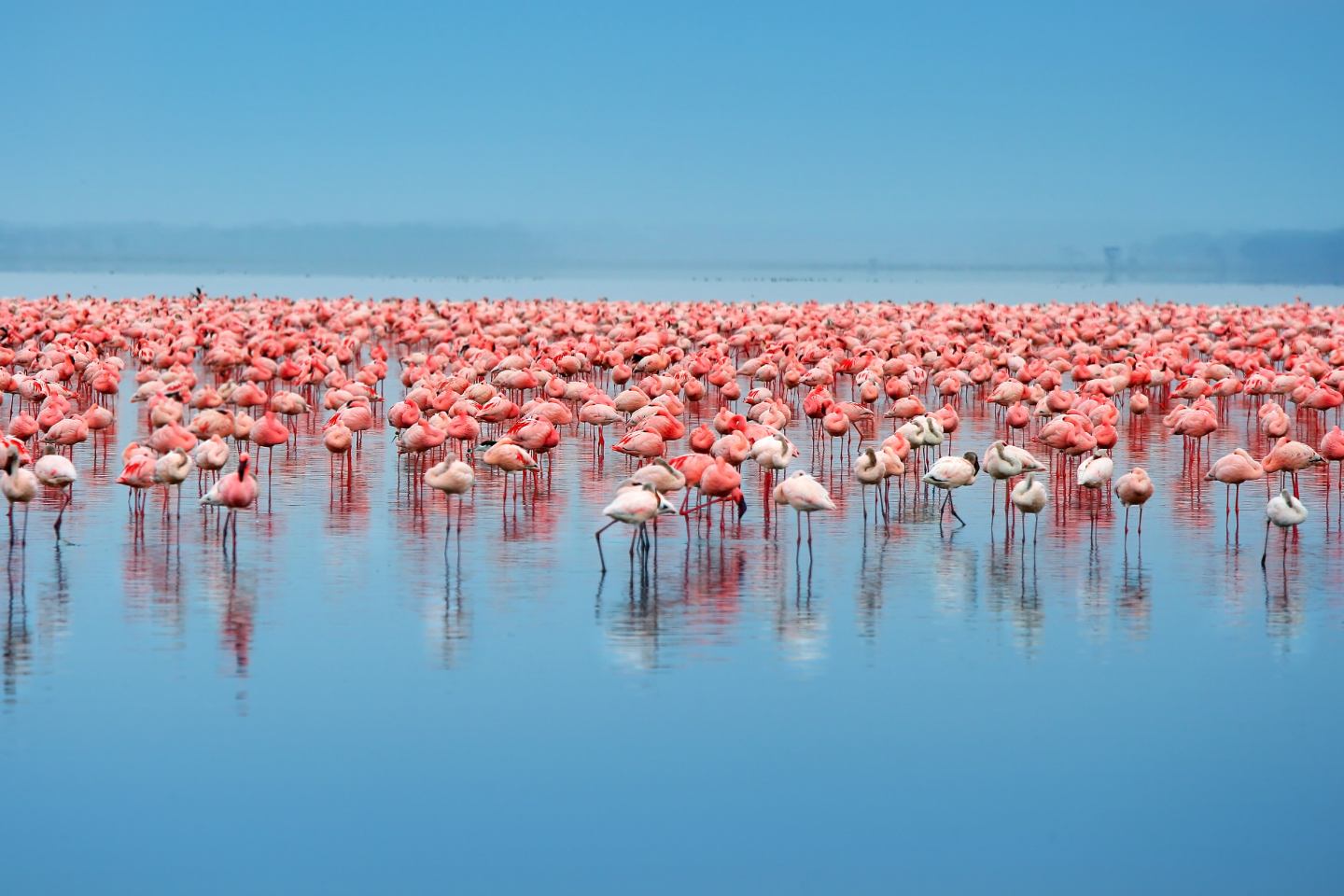 Flock of flamingoes in Lake Nakuru