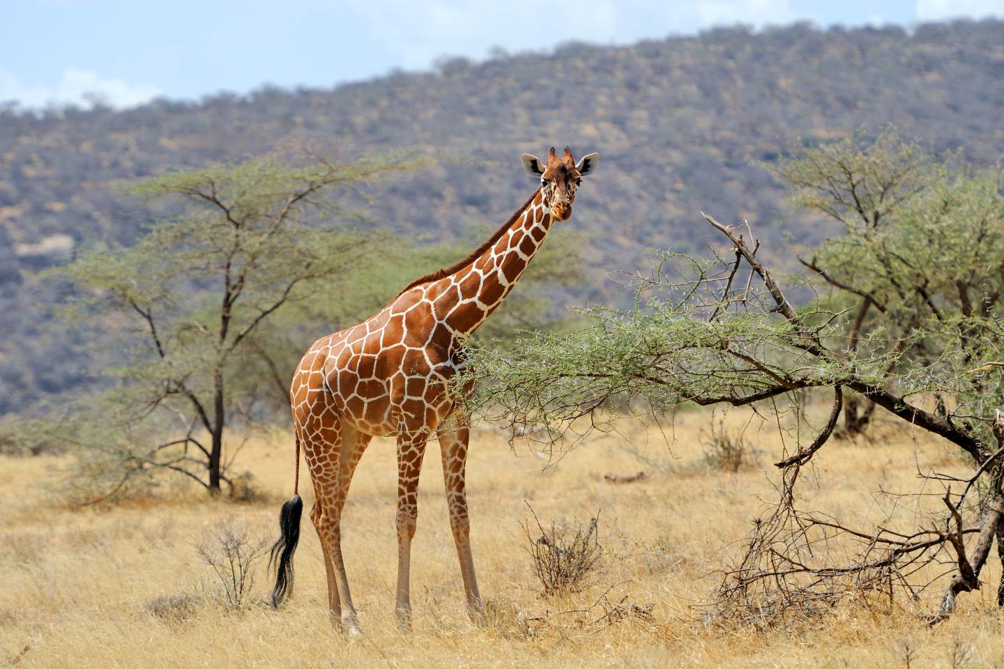 Giraffe sighting Masai Mara National Reserve