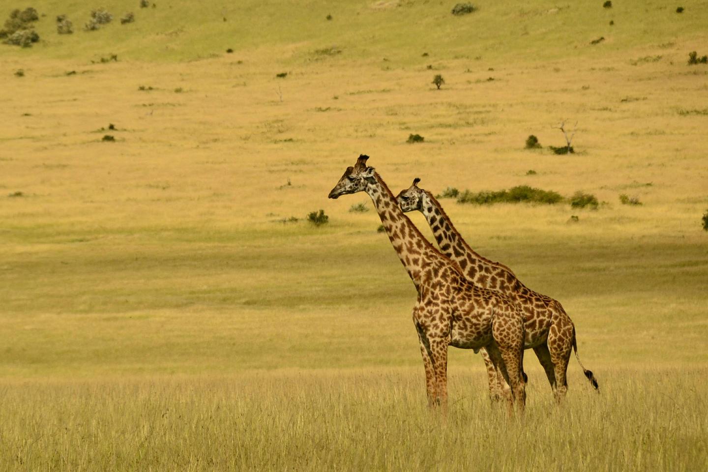 2 giraffess spotted in Lake Nakuru National Park
