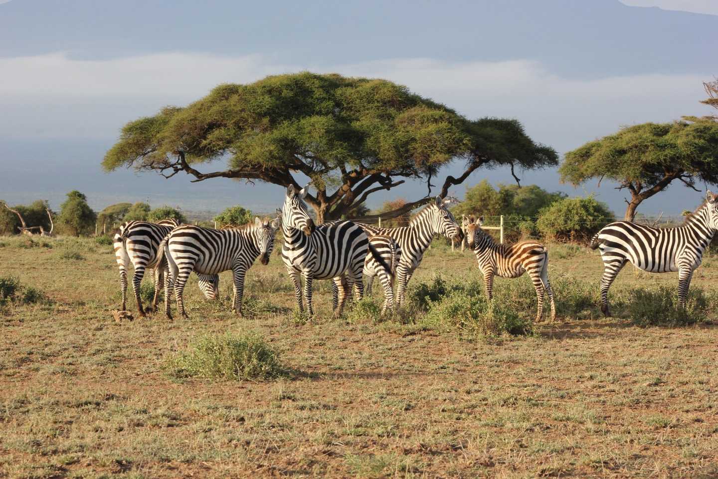 Dazzle of zebras relaxing in the Masai Mara National Reserve