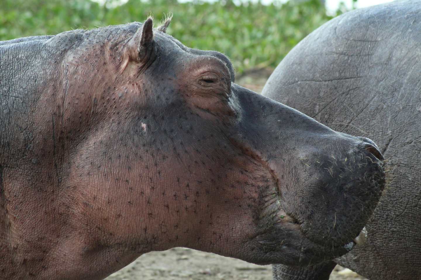 Hippo_Sighting_Lake_Nakuru_National_Park