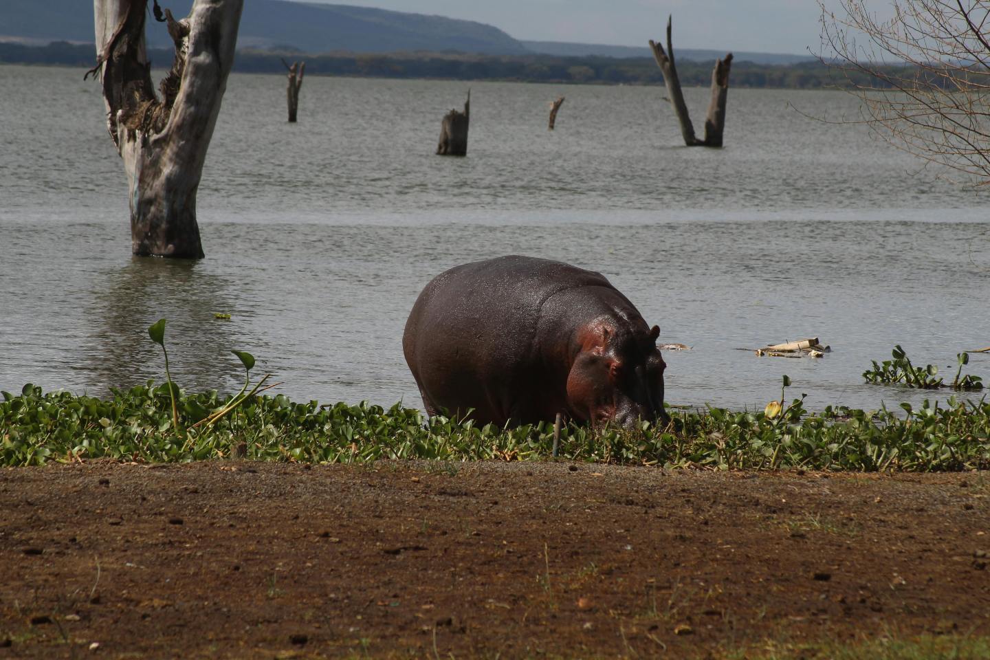 Hippopotamus grazing along the shoes of Lake Naivasha during the day