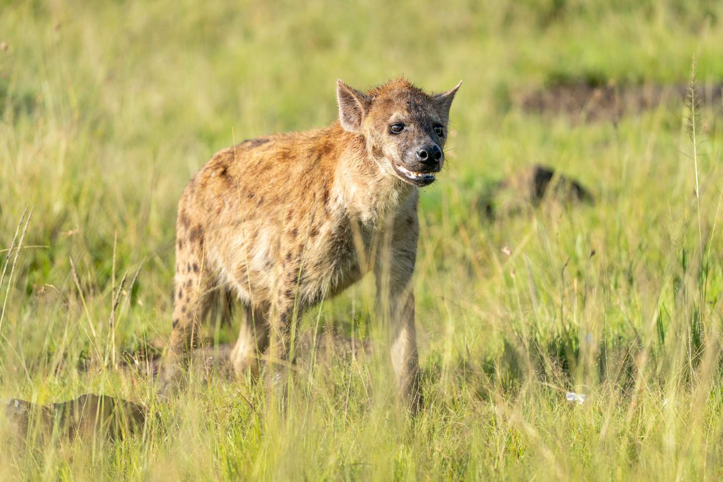 Hyena sighting in Masai Mara