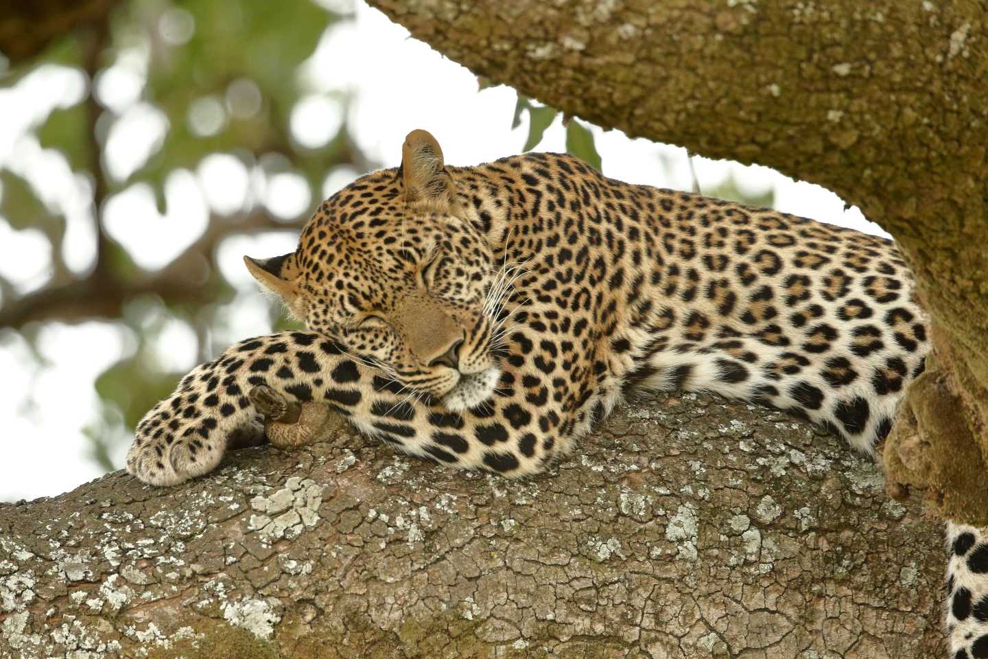 Leopard relaxing on top of a tree in Masai Mara NR