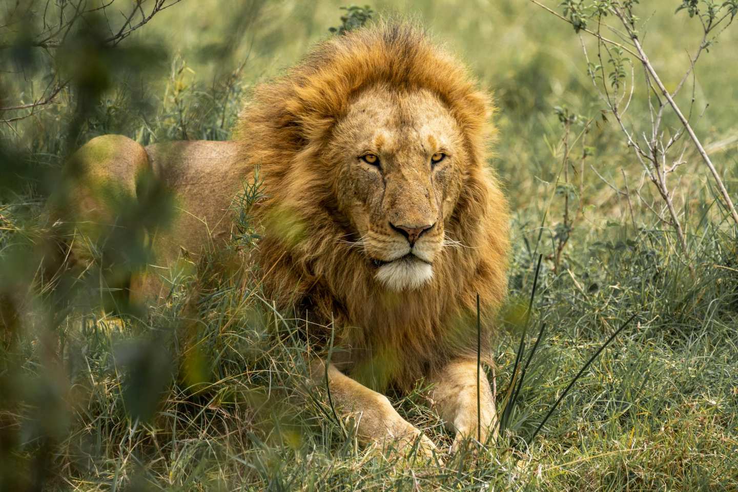 Huge lion resting in the mara