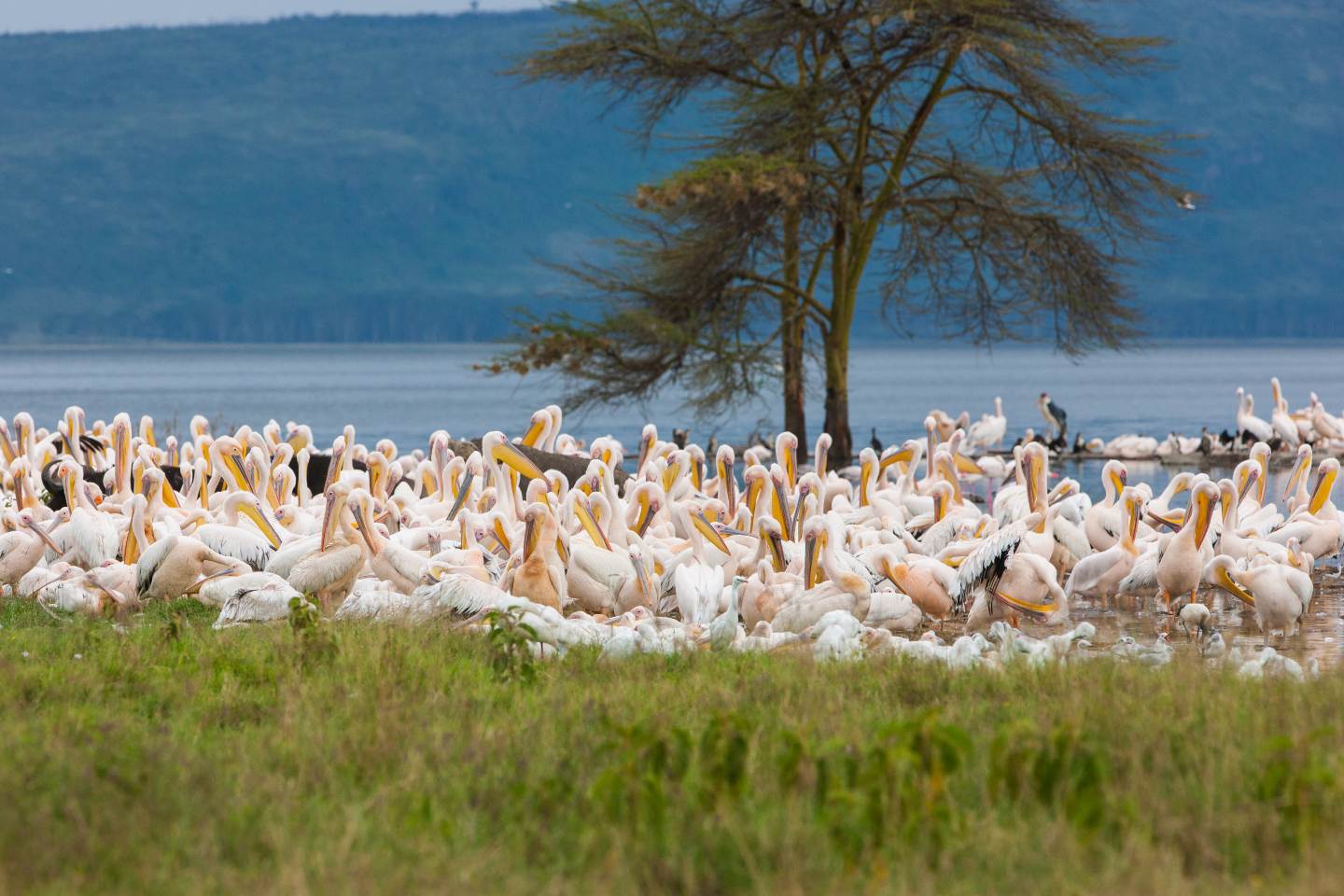 Pelicans in Lake Nakuru National Park
