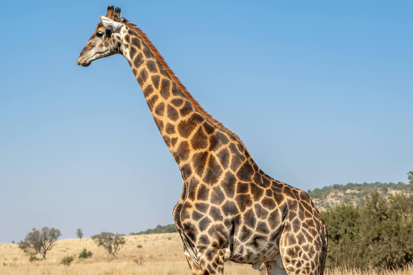 Reticulated giraffe spotted in Masai Mara