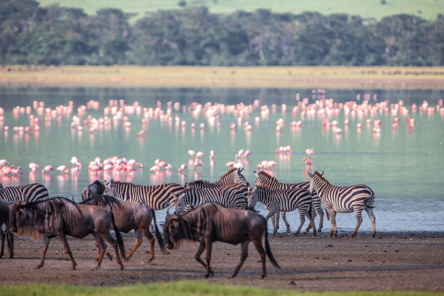 Wildebeasts, Zebras, and flamingoes in the background