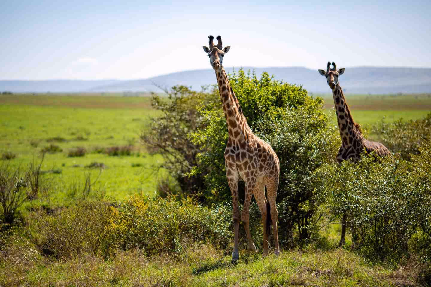 2-giraffes-in-national-reserve