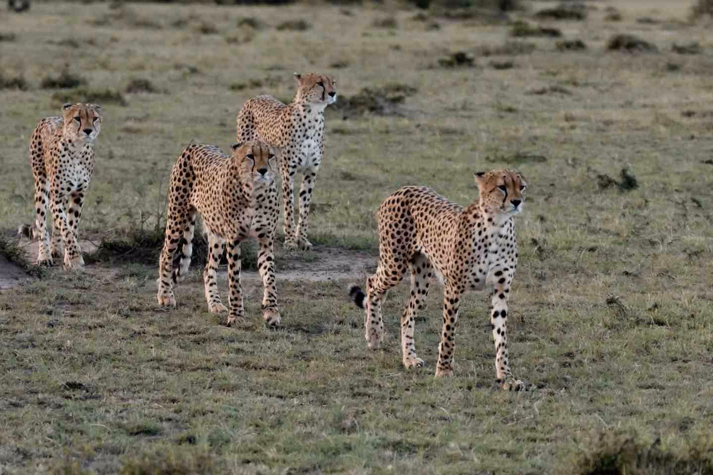 4 cheeetahs in Masai Mara National Reserve