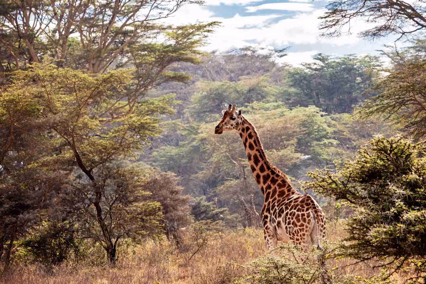 Beautiful endangered Rothschild's giraffe in Lake Nakuru, Kenya Africa