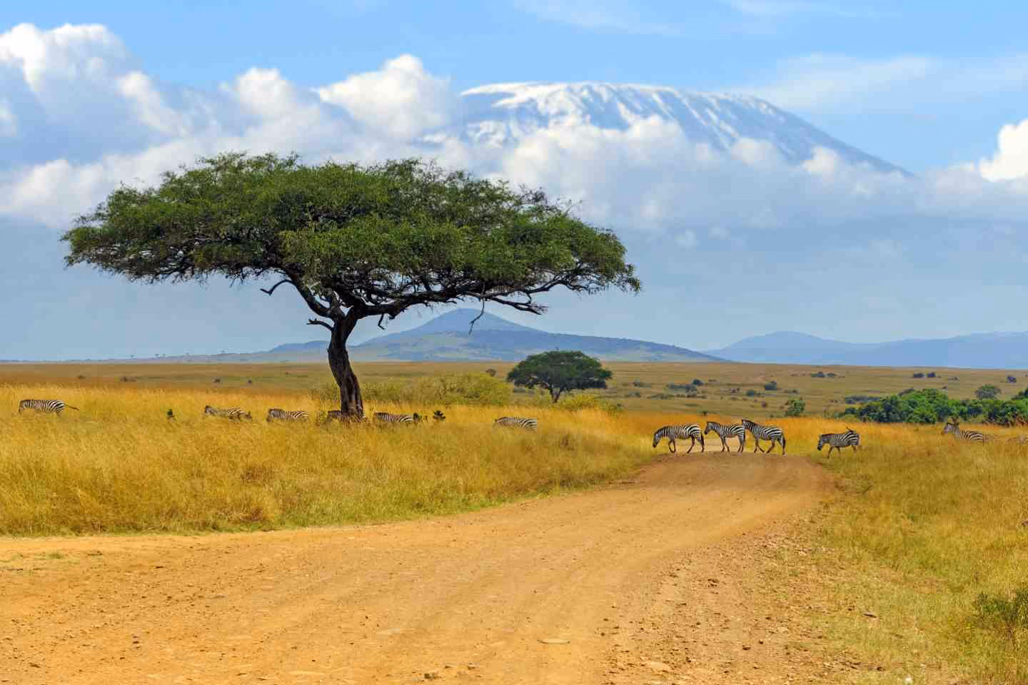 Zebras in Amboseli National Park