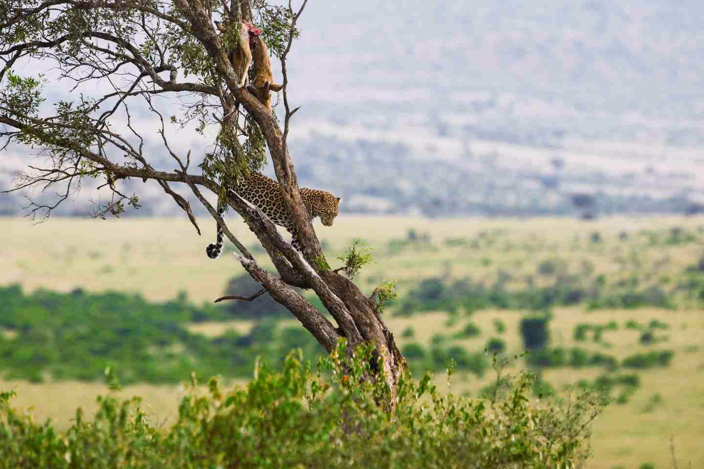 Leopard on a tree in Masai Mara