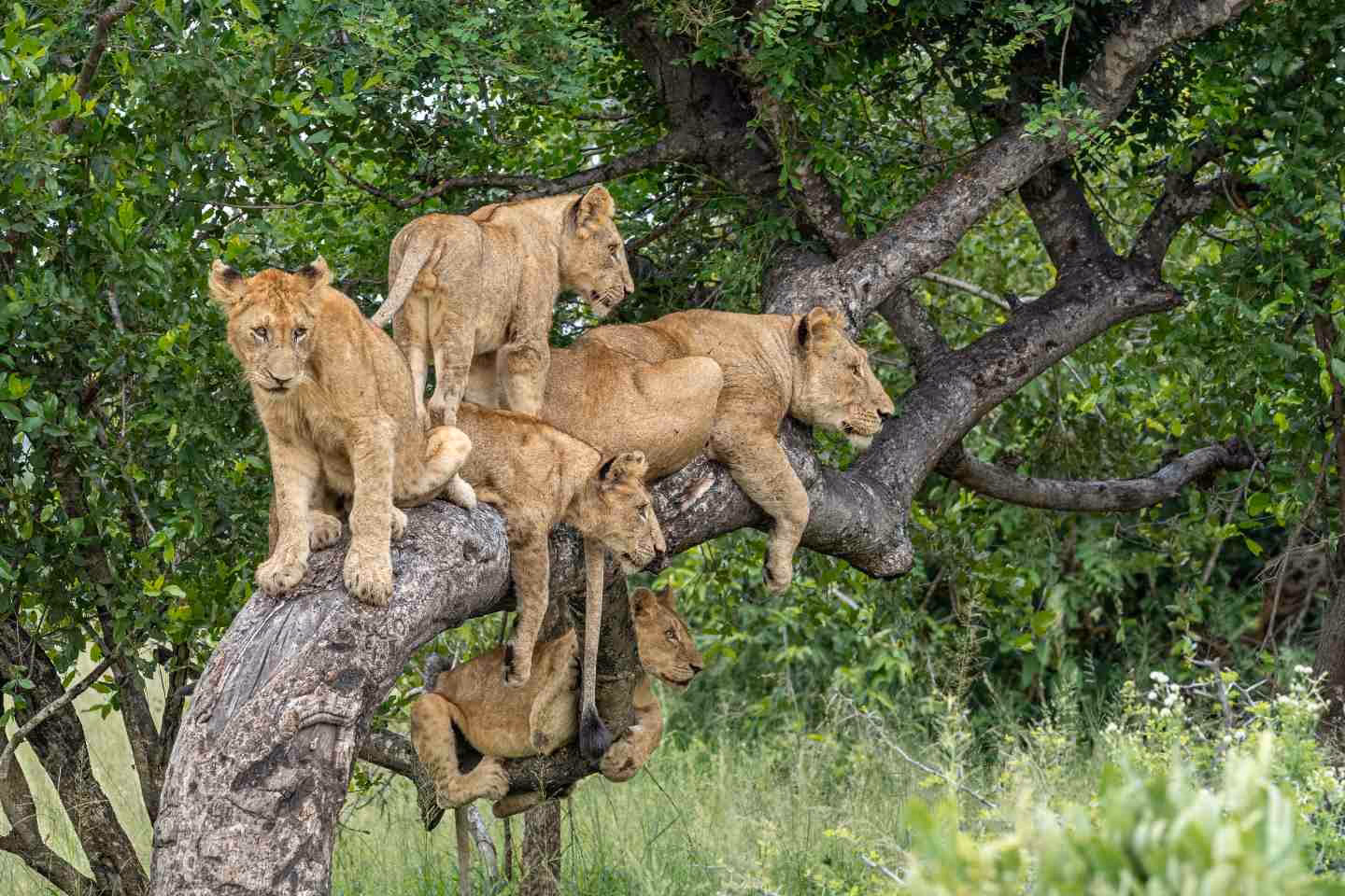 lions resting on a tree