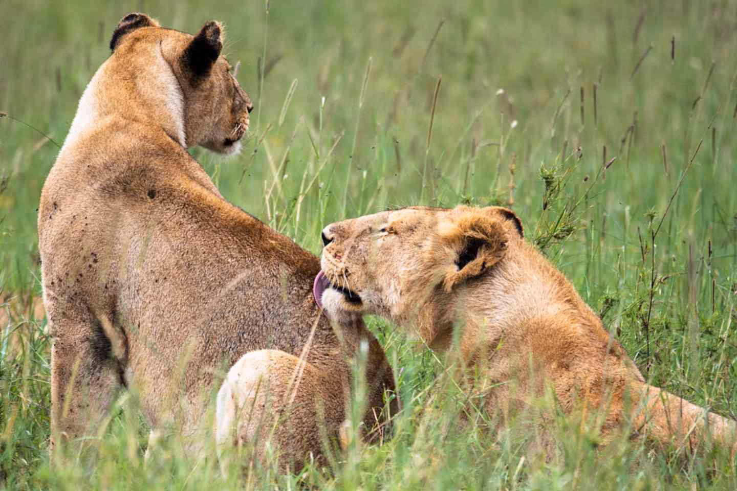 Lionesses grooming in the Masai Mara