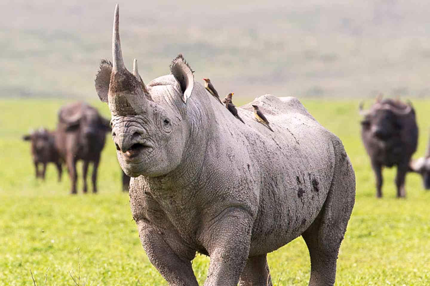 Black rhino in Kenya during safari