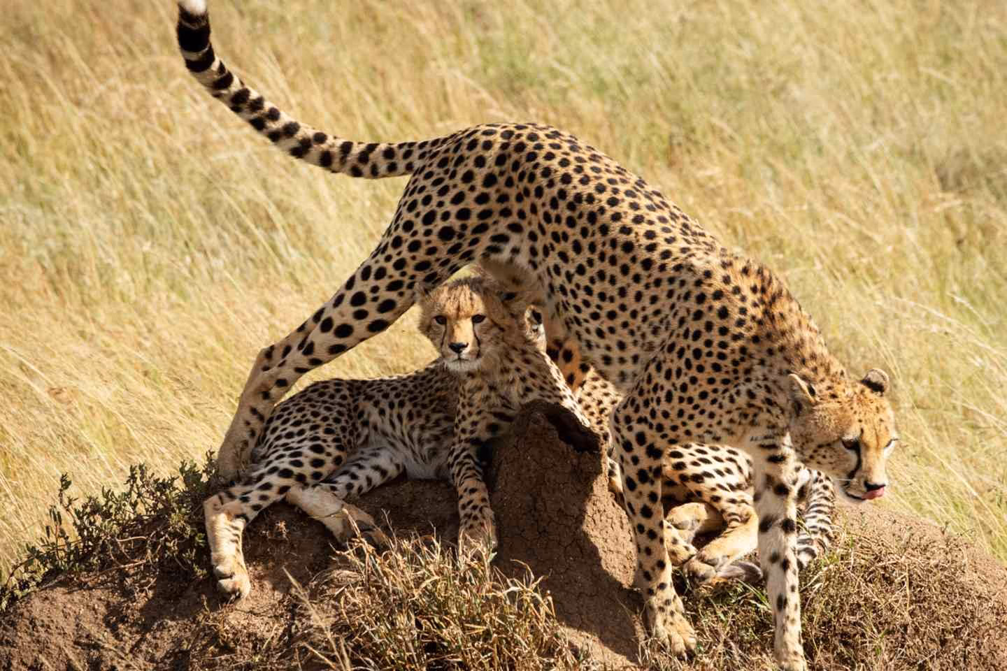 Cheetah with her cubs in Masai Mara during a 9 day kenya safari